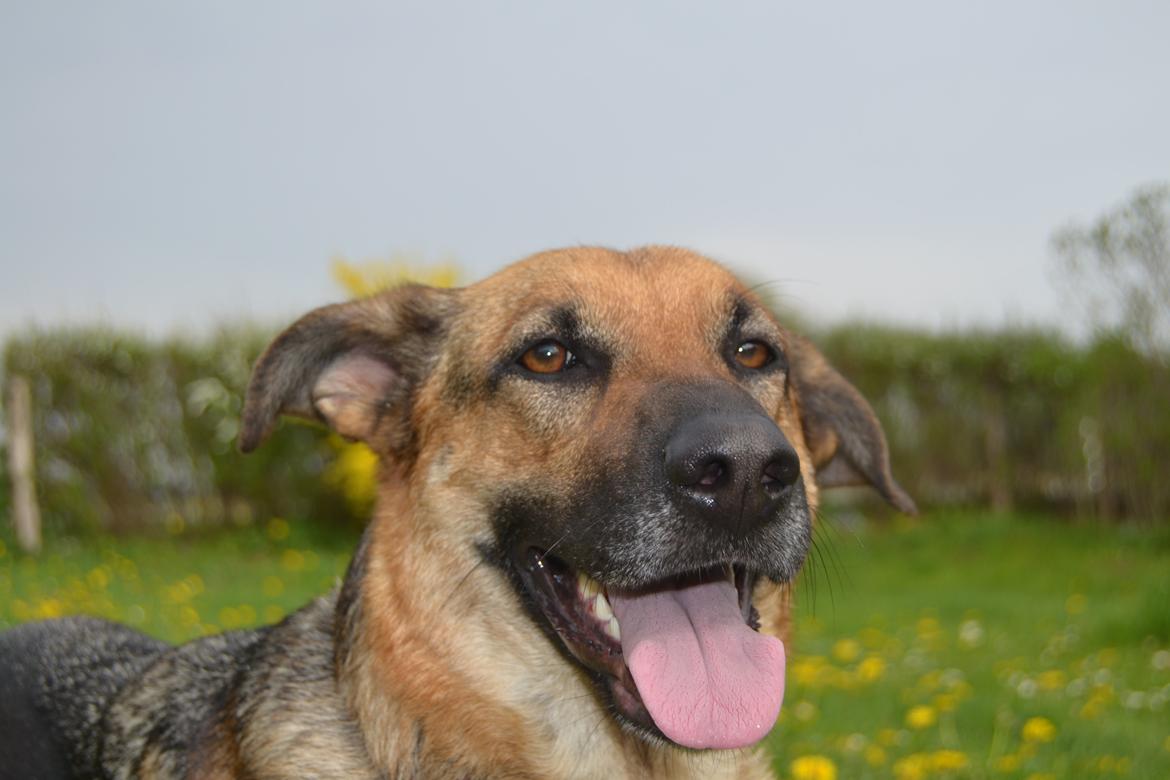 Blanding af racer Bella billede 16