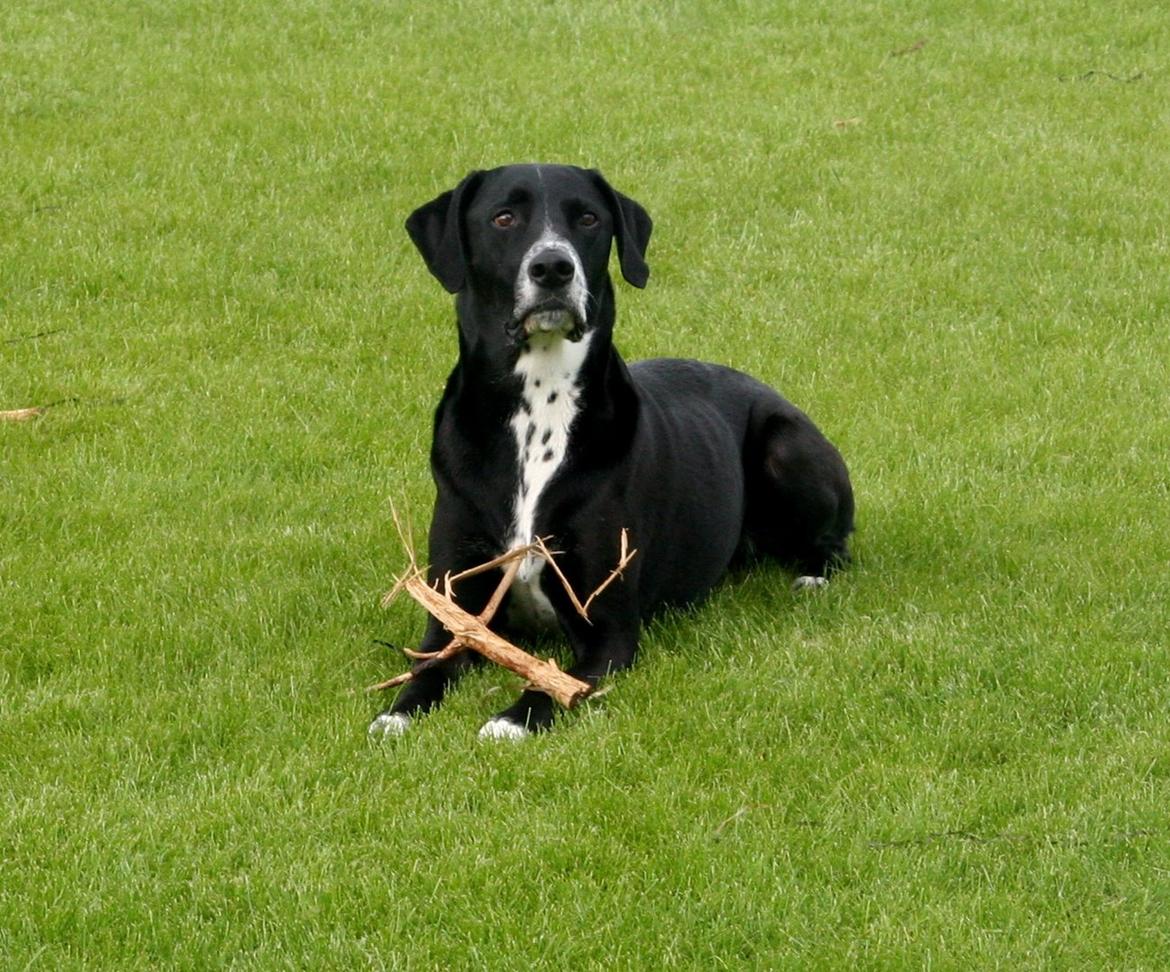 Blanding af racer Chico billede 3