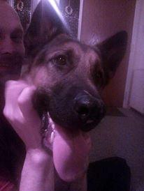 Schæferhund Kato billede 5