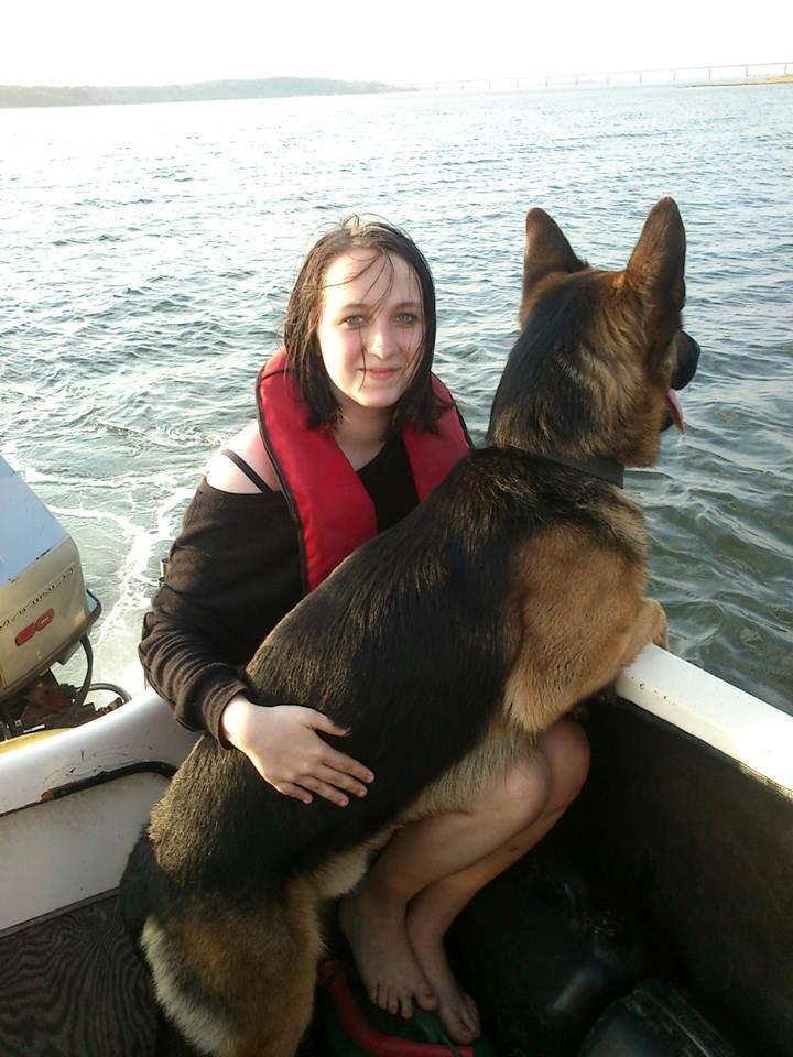 Schæferhund Kato billede 2