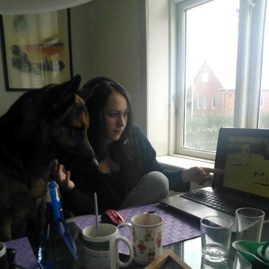 Schæferhund Kato - Se Kato! :D  billede 4