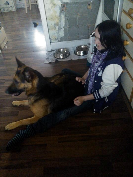 Schæferhund Kato billede 3