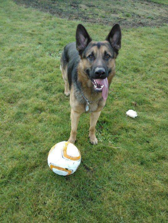 Schæferhund Kato - Lille charmør :)) billede 1