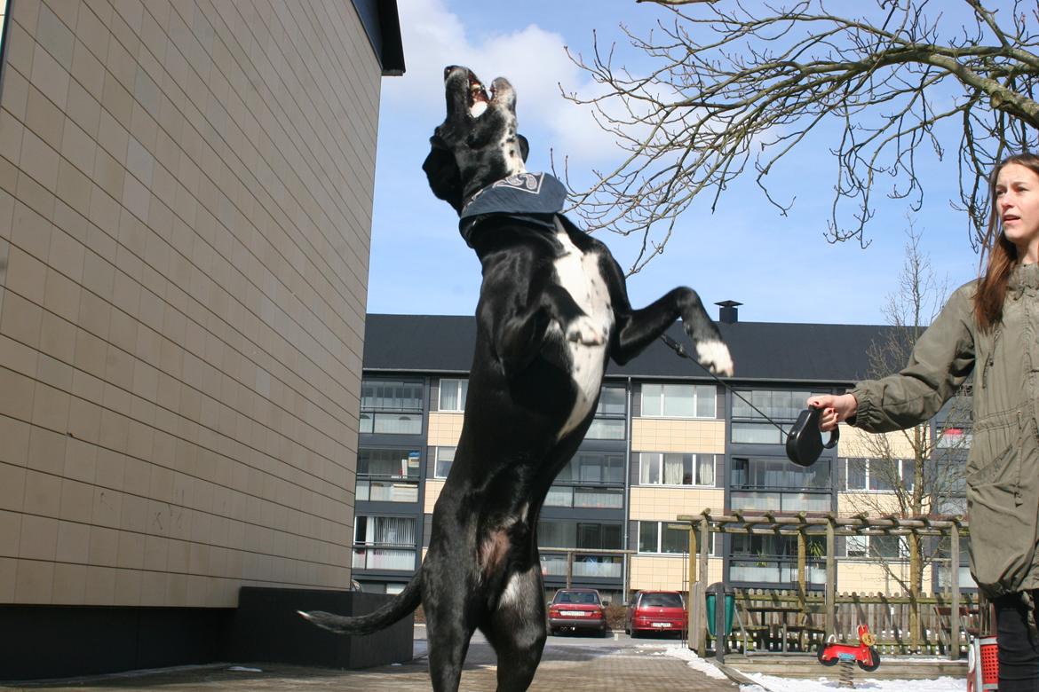 Blanding af racer Chico billede 12