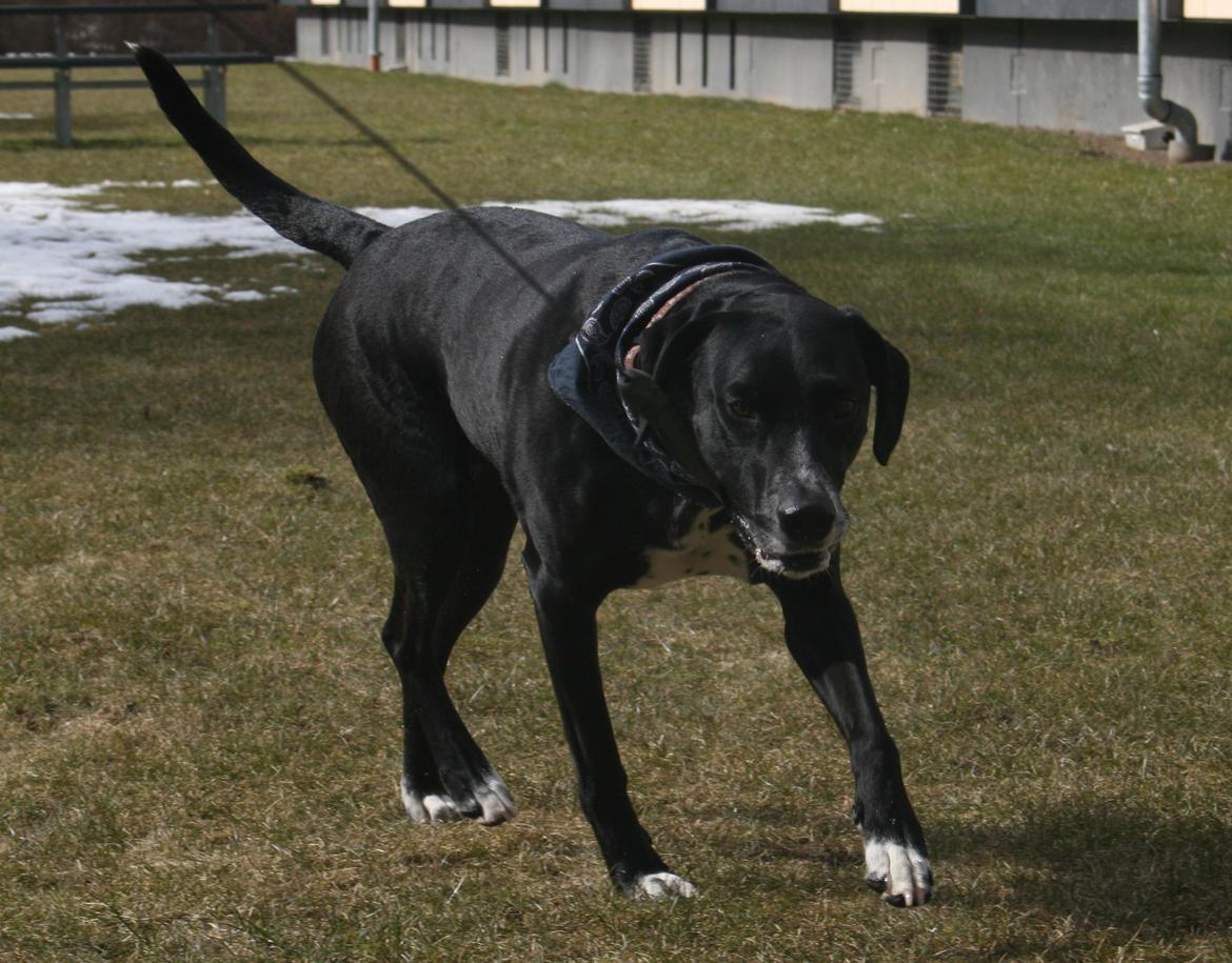 Blanding af racer Chico billede 13