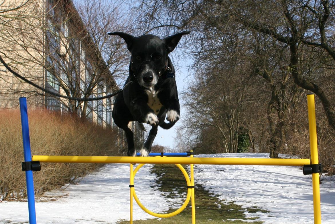 Blanding af racer Chico billede 15