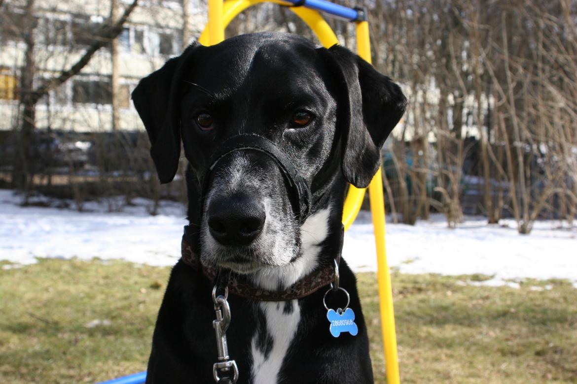 Blanding af racer Chico billede 4