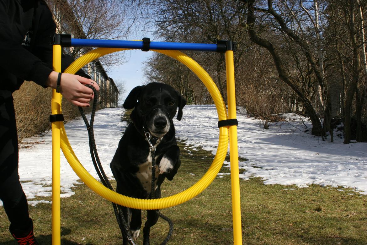 Blanding af racer Chico billede 16