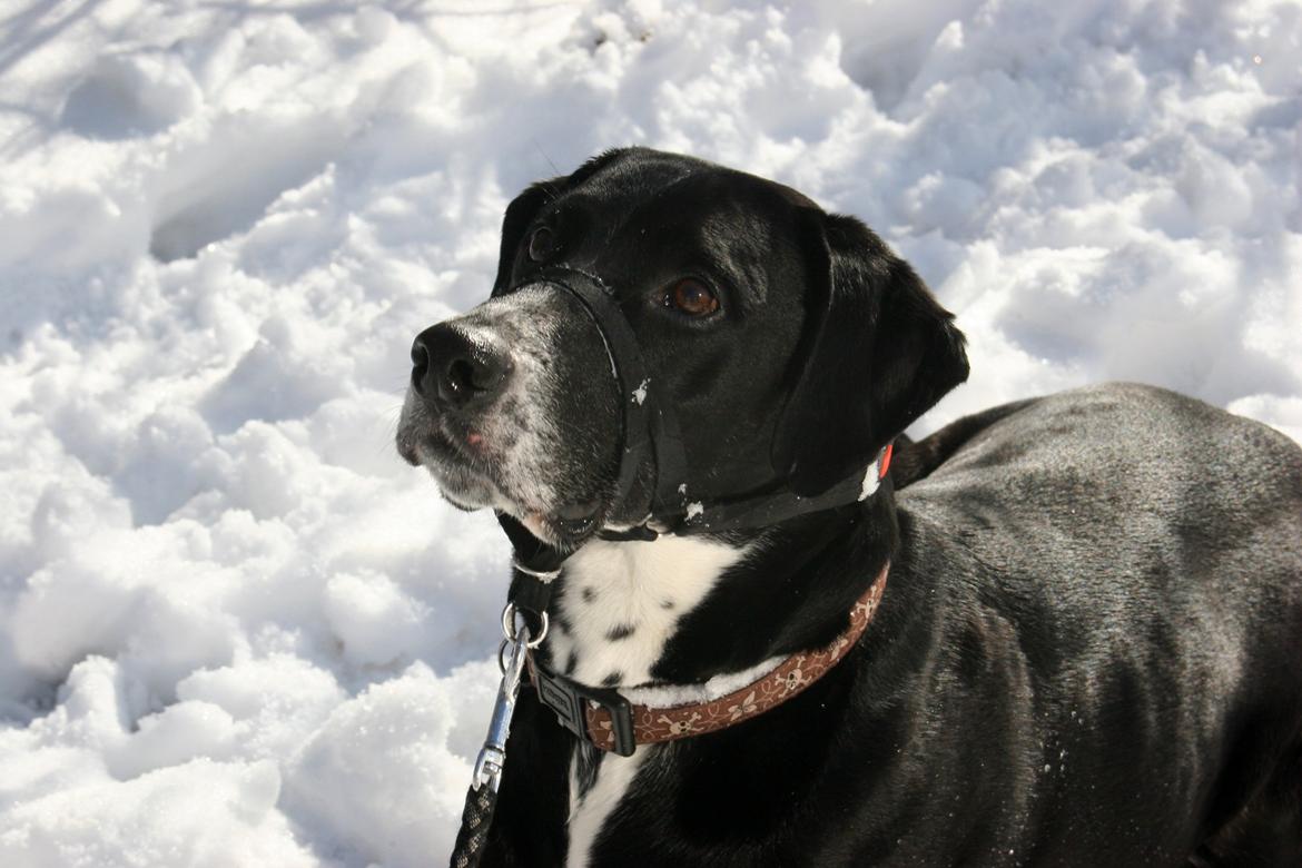 Blanding af racer Chico billede 6