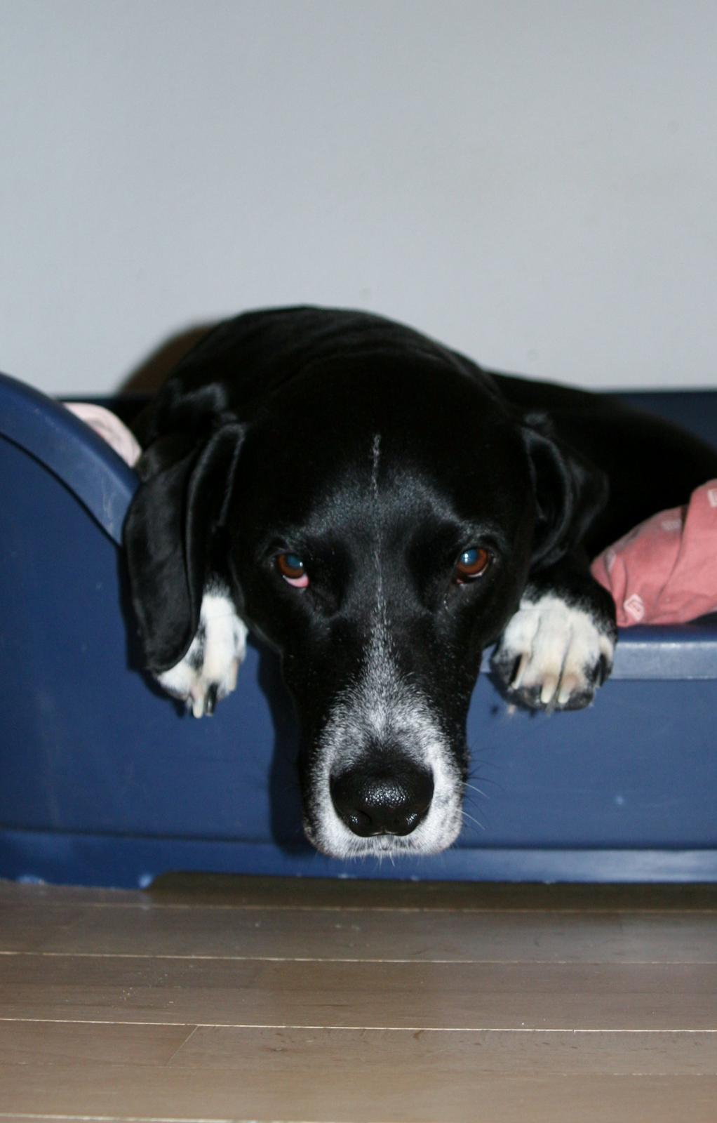 Blanding af racer Chico billede 20