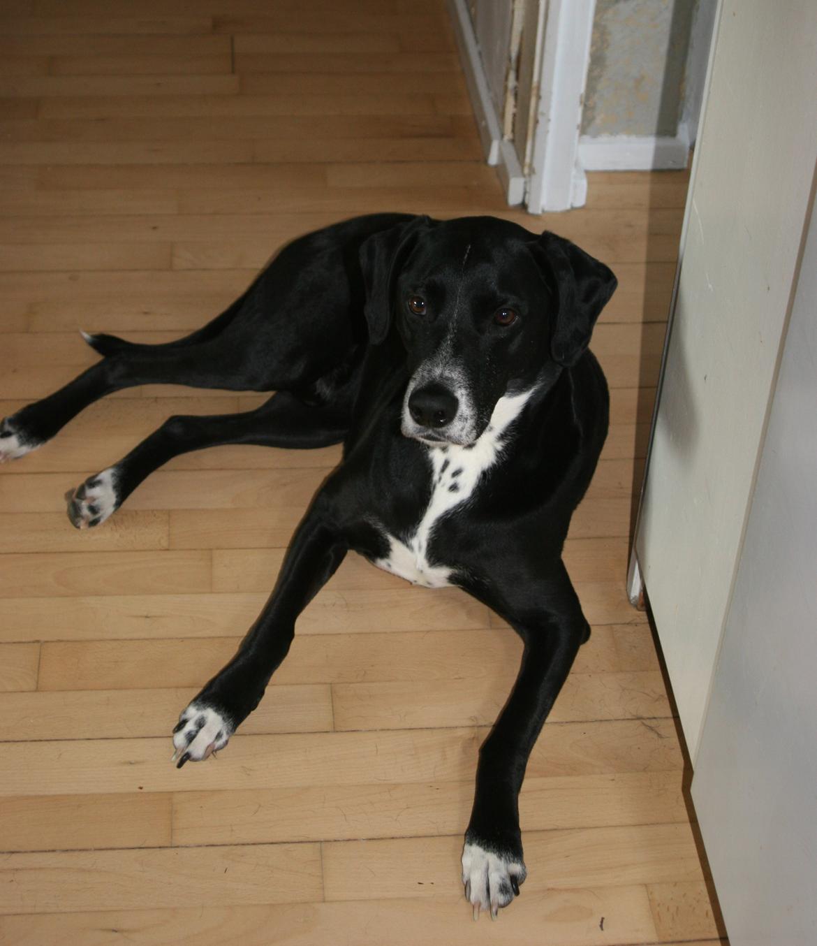 Blanding af racer Chico billede 17