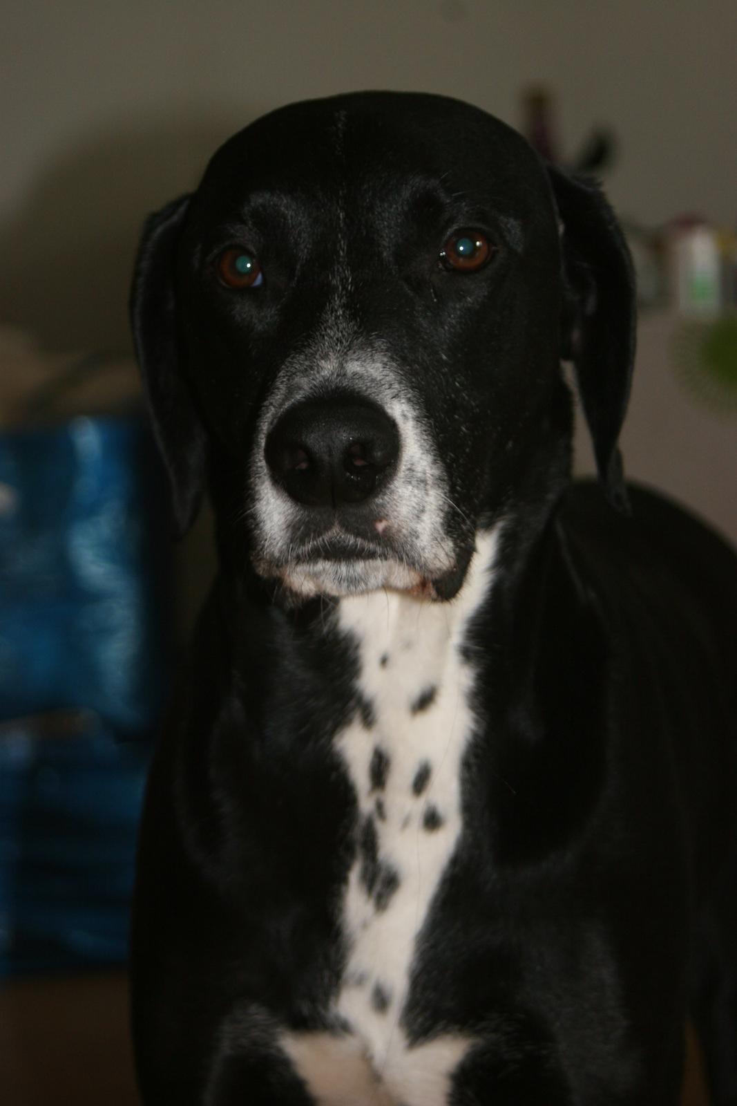 Blanding af racer Chico billede 18