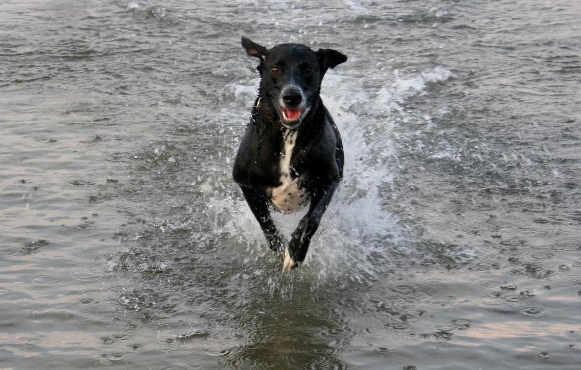 Blanding af racer Chico billede 1