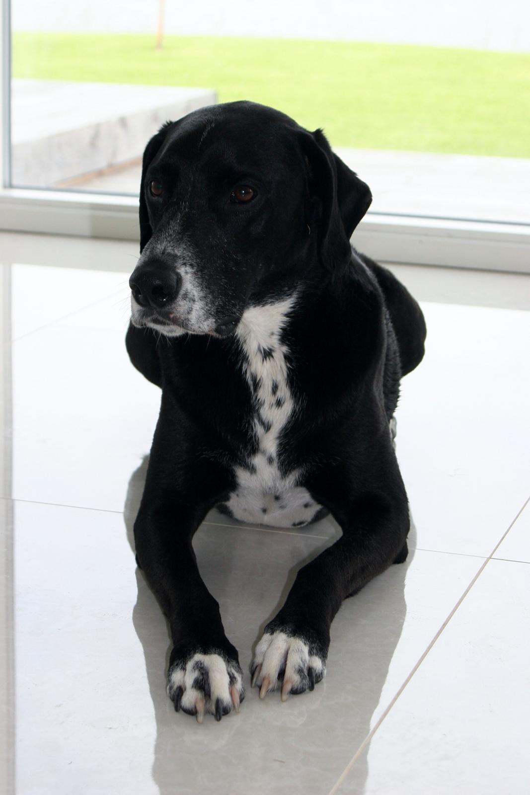 Blanding af racer Chico billede 19