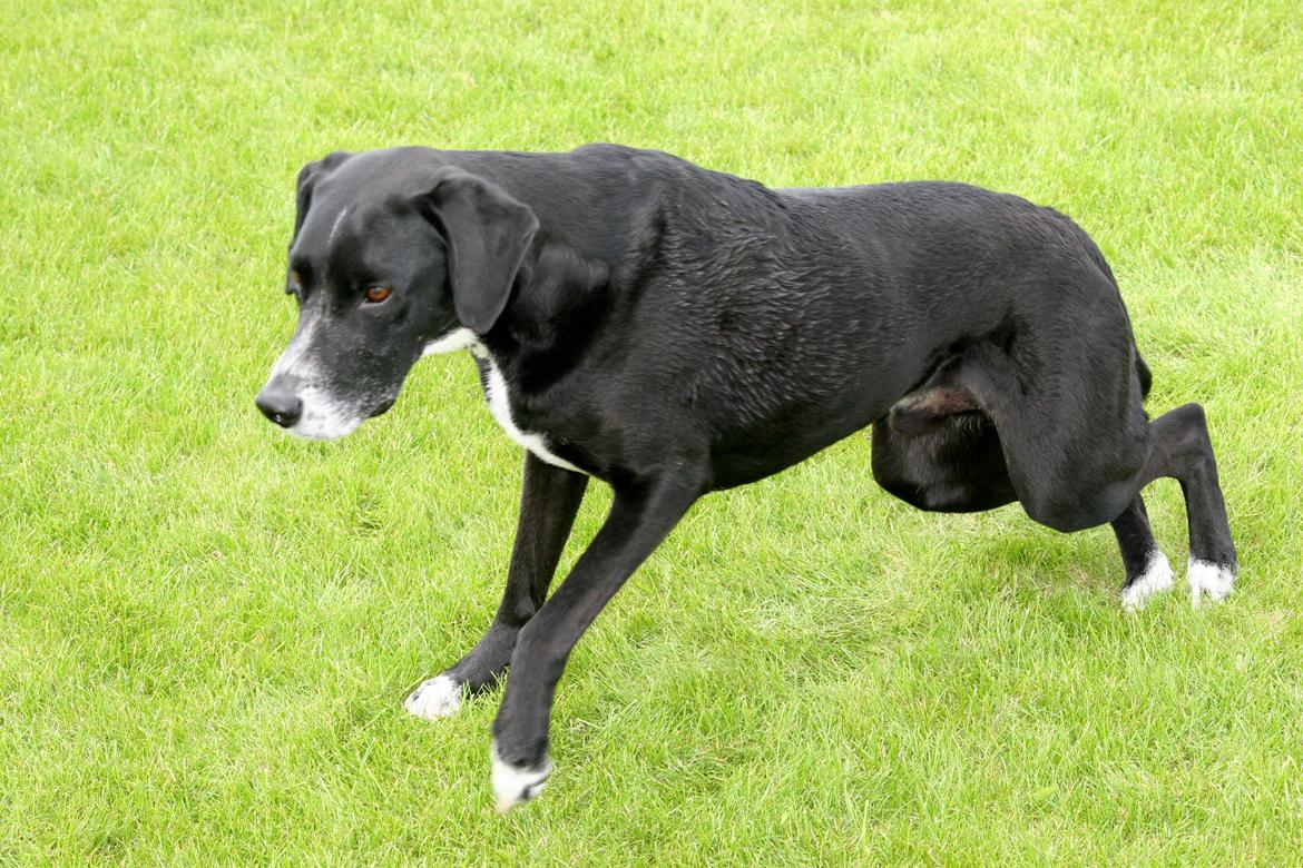 Blanding af racer Chico billede 2