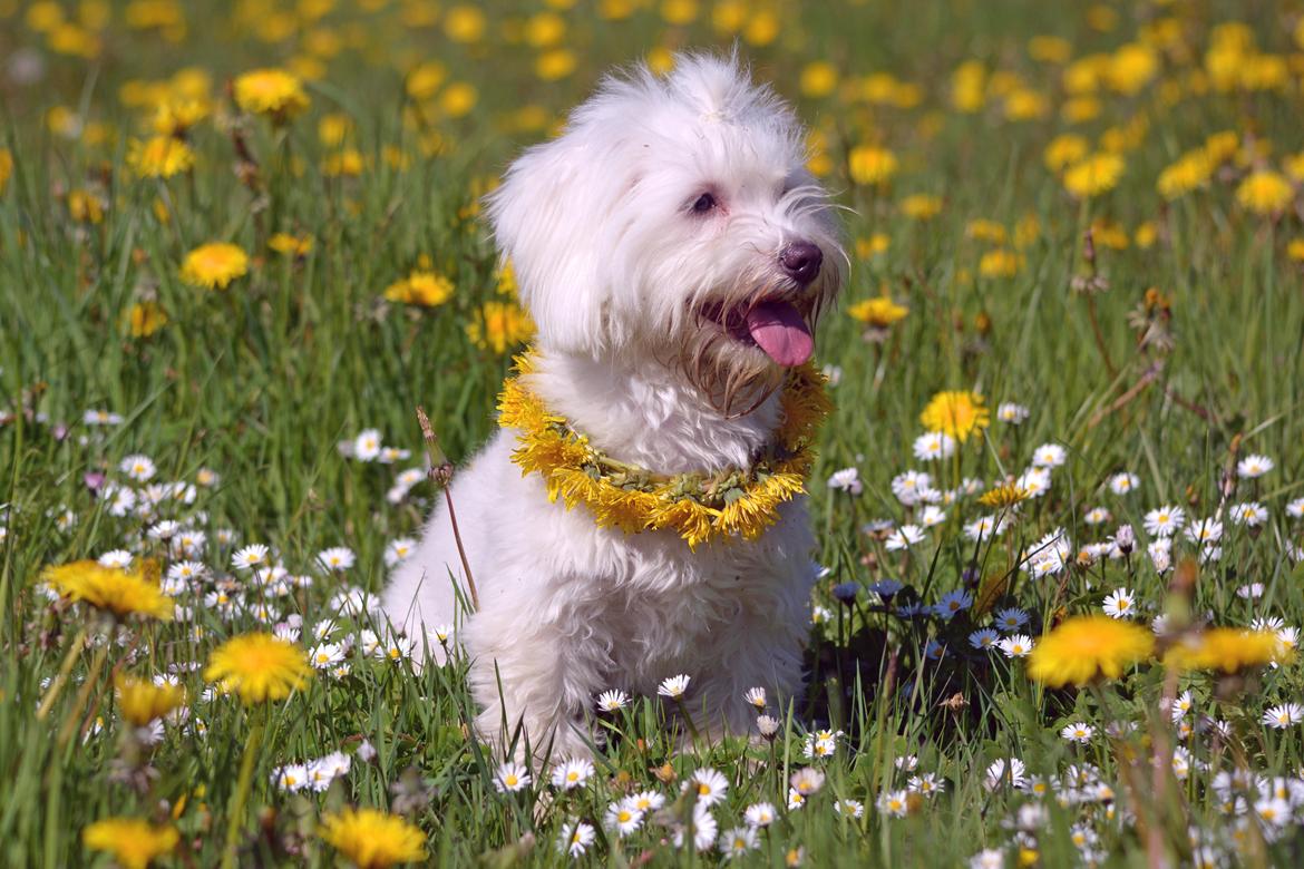 Malteser Fie R.I.P 26. Januar 2015 billede 11