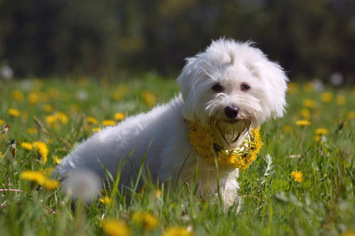 Malteser Fie R.I.P 26. Januar 2015 billede 12