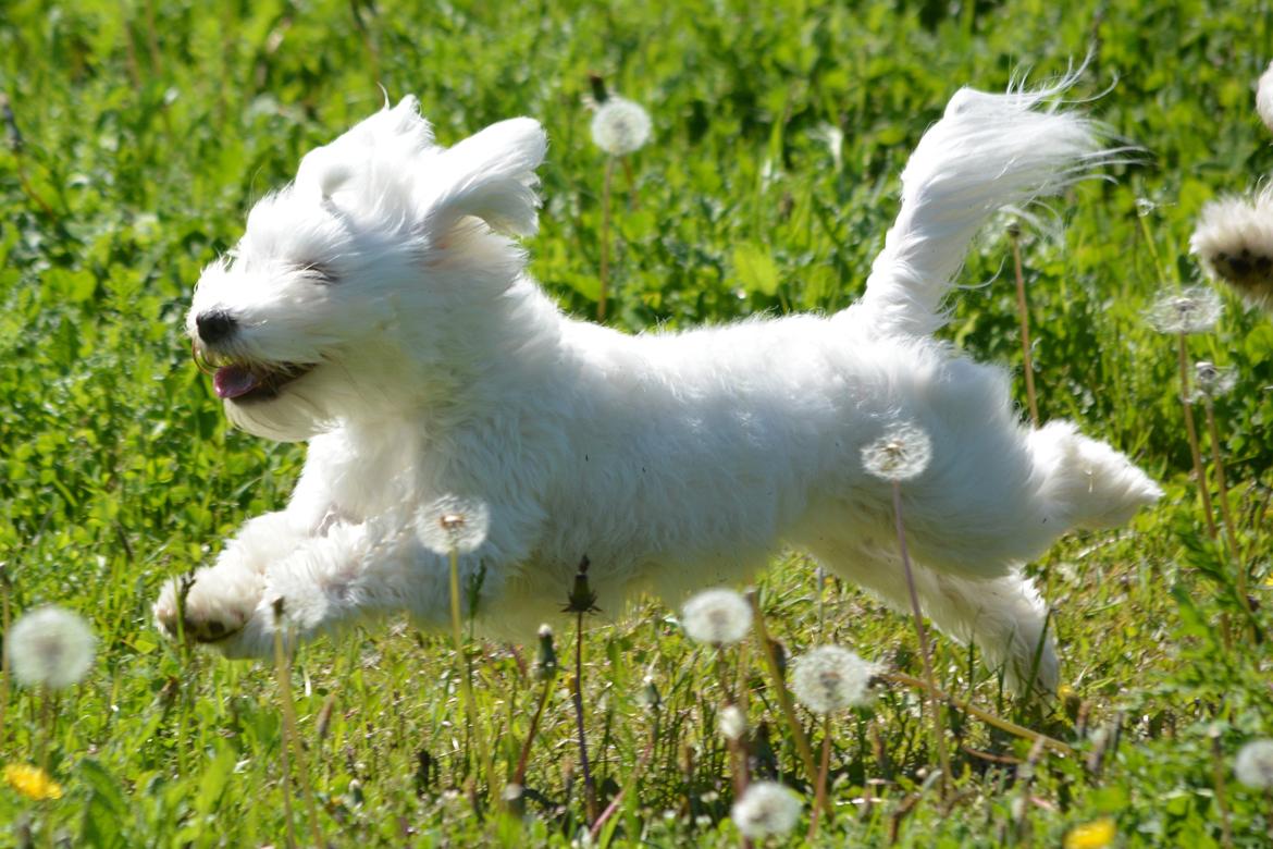 Malteser Fie R.I.P 26. Januar 2015 billede 13