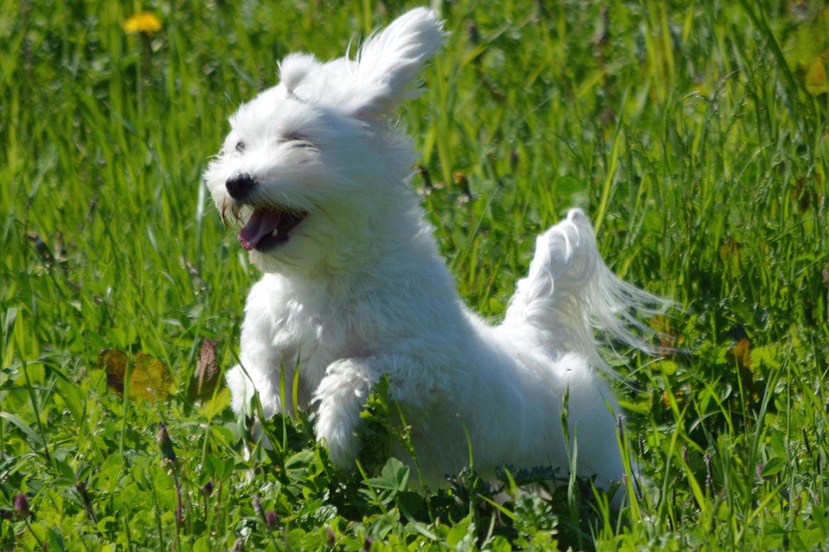 Malteser Fie R.I.P 26. Januar 2015 billede 14