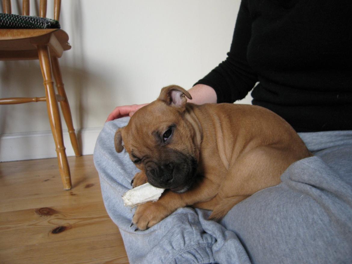 Staffordshire bull terrier KBHV2015 Wenk Staff' s King In A Corner aka Elo billede 41