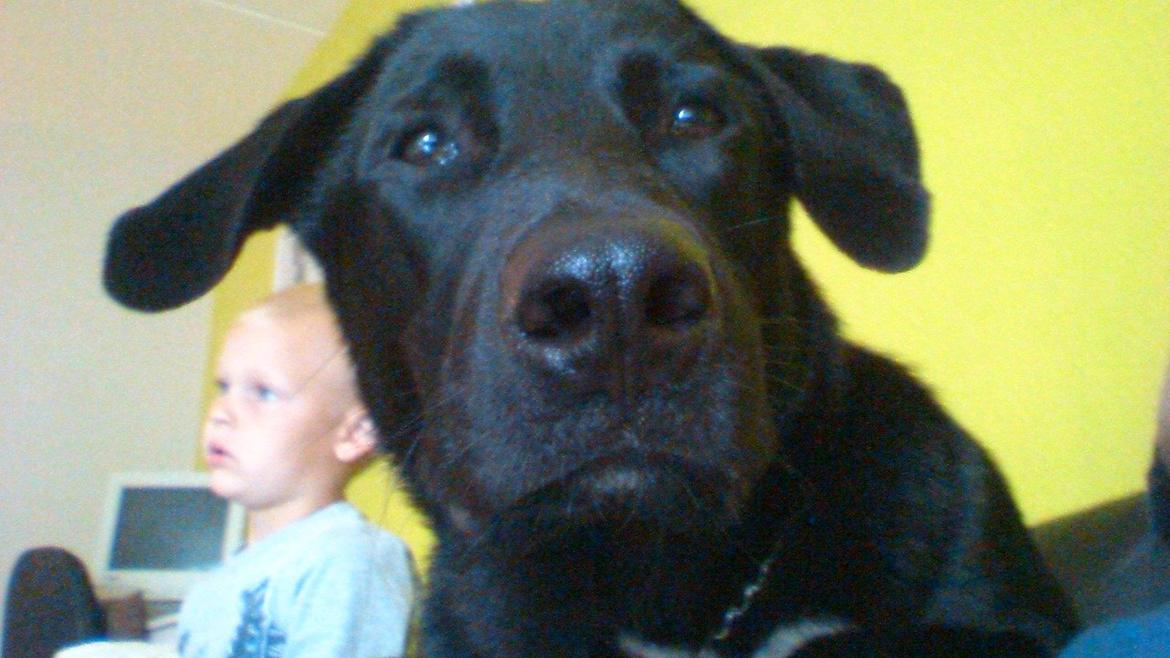 Blanding af racer Kvik  billede 9