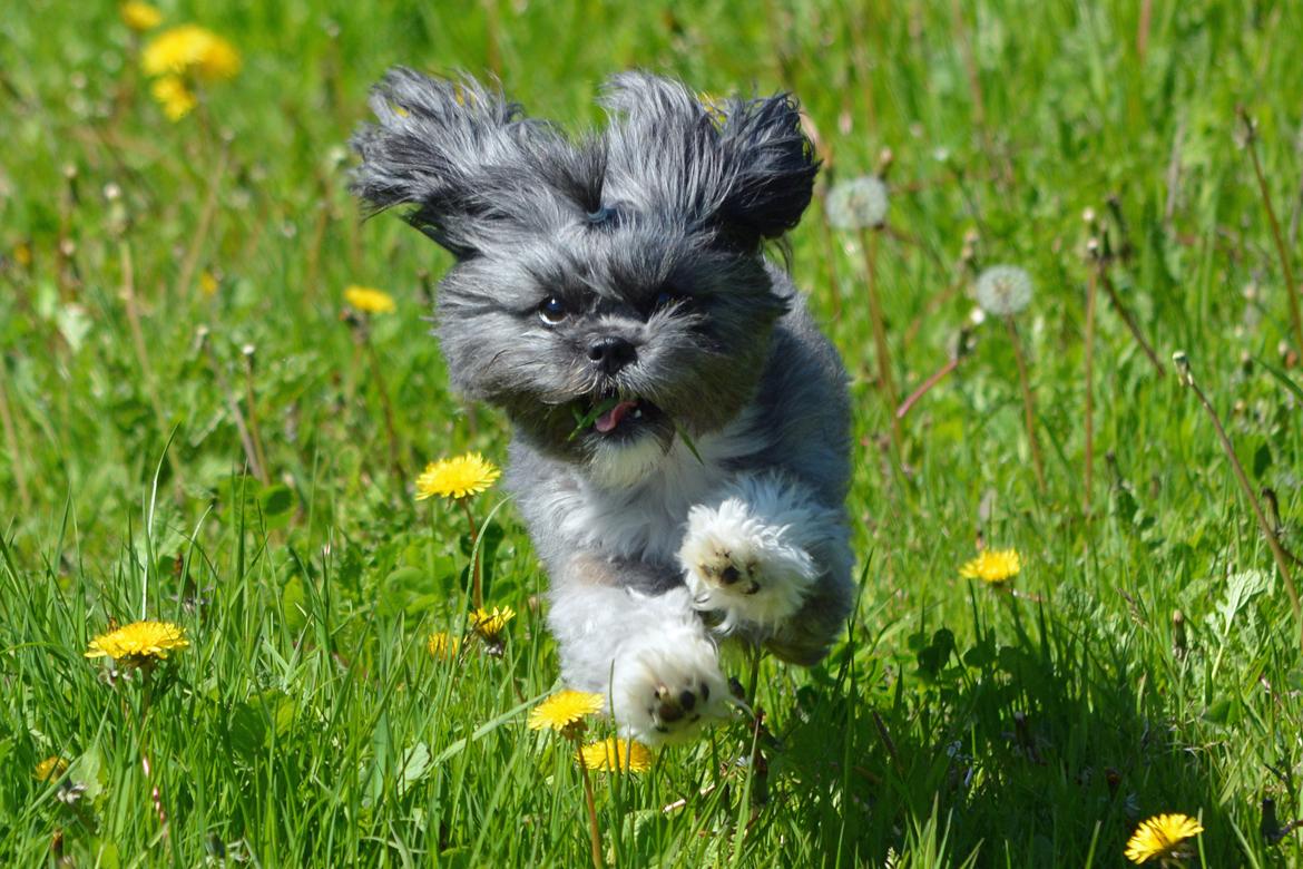 Blanding af racer Bianca R.I.P 4. februar 2014 billede 5