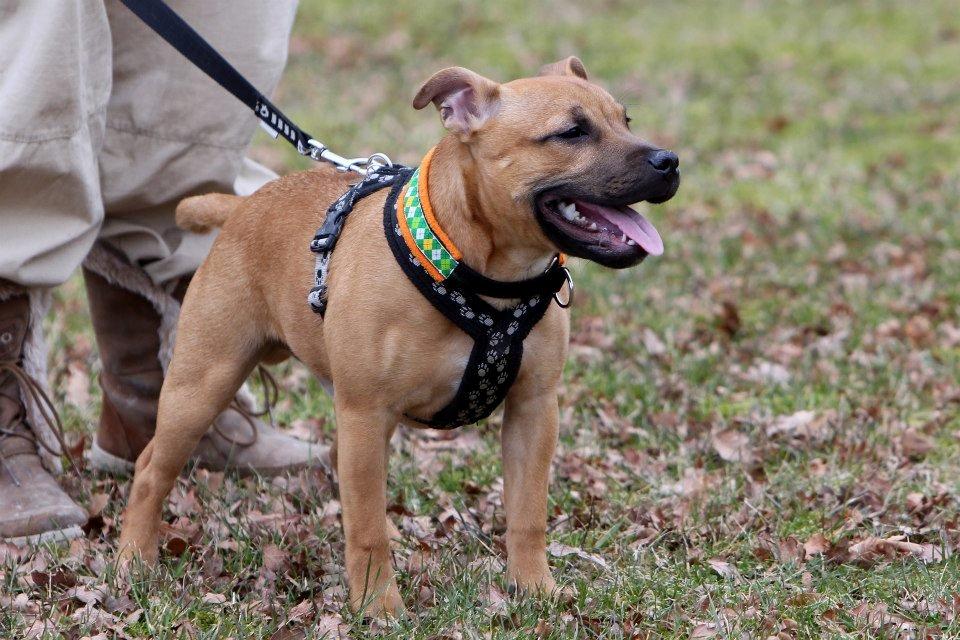 Staffordshire bull terrier KBHV2015 Wenk Staff' s King In A Corner aka Elo billede 38