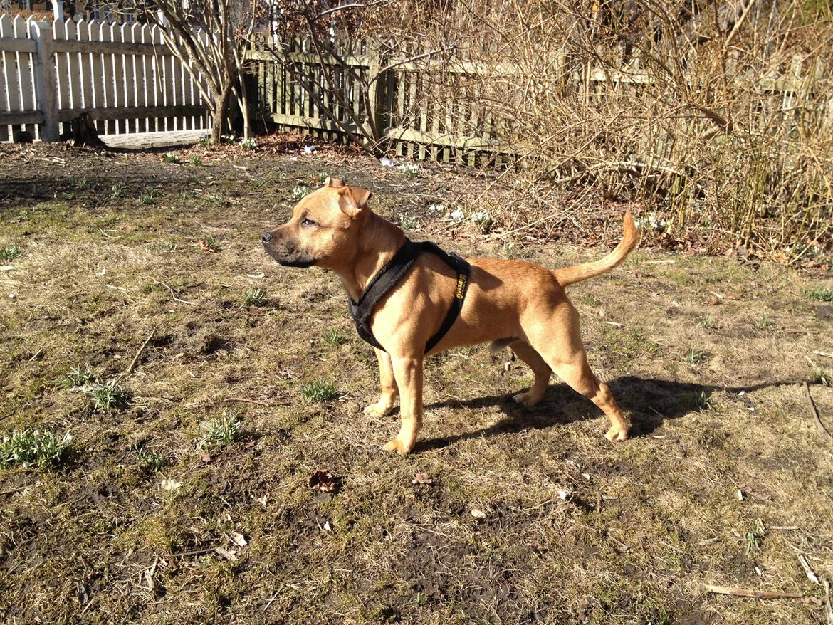 Staffordshire bull terrier KBHV2015 Wenk Staff' s King In A Corner aka Elo billede 28