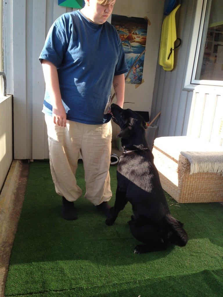 Blanding af racer Kvik  - Træning på altanen billede 11