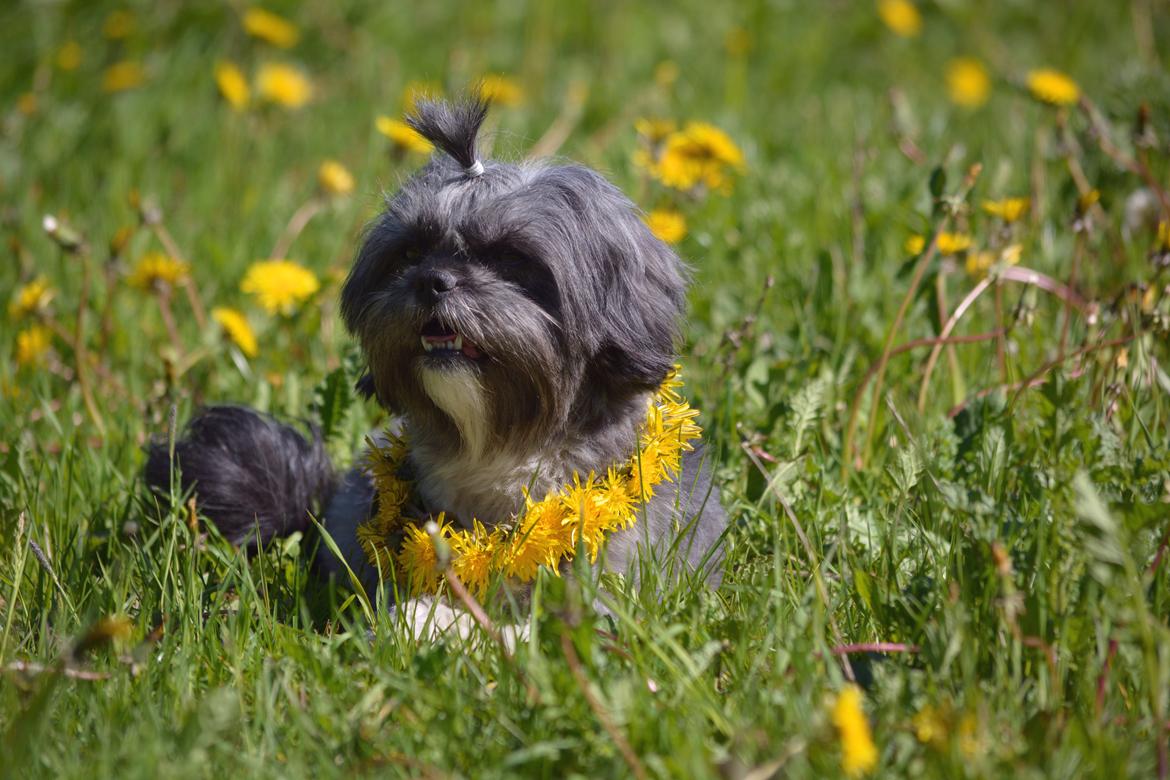 Blanding af racer Bianca R.I.P 4. februar 2014 billede 3