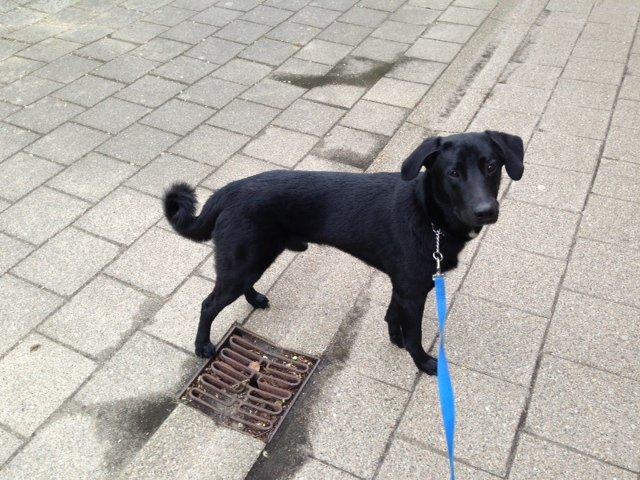 Blanding af racer Kvik  - Ude at gå så fint i snor :-D billede 4