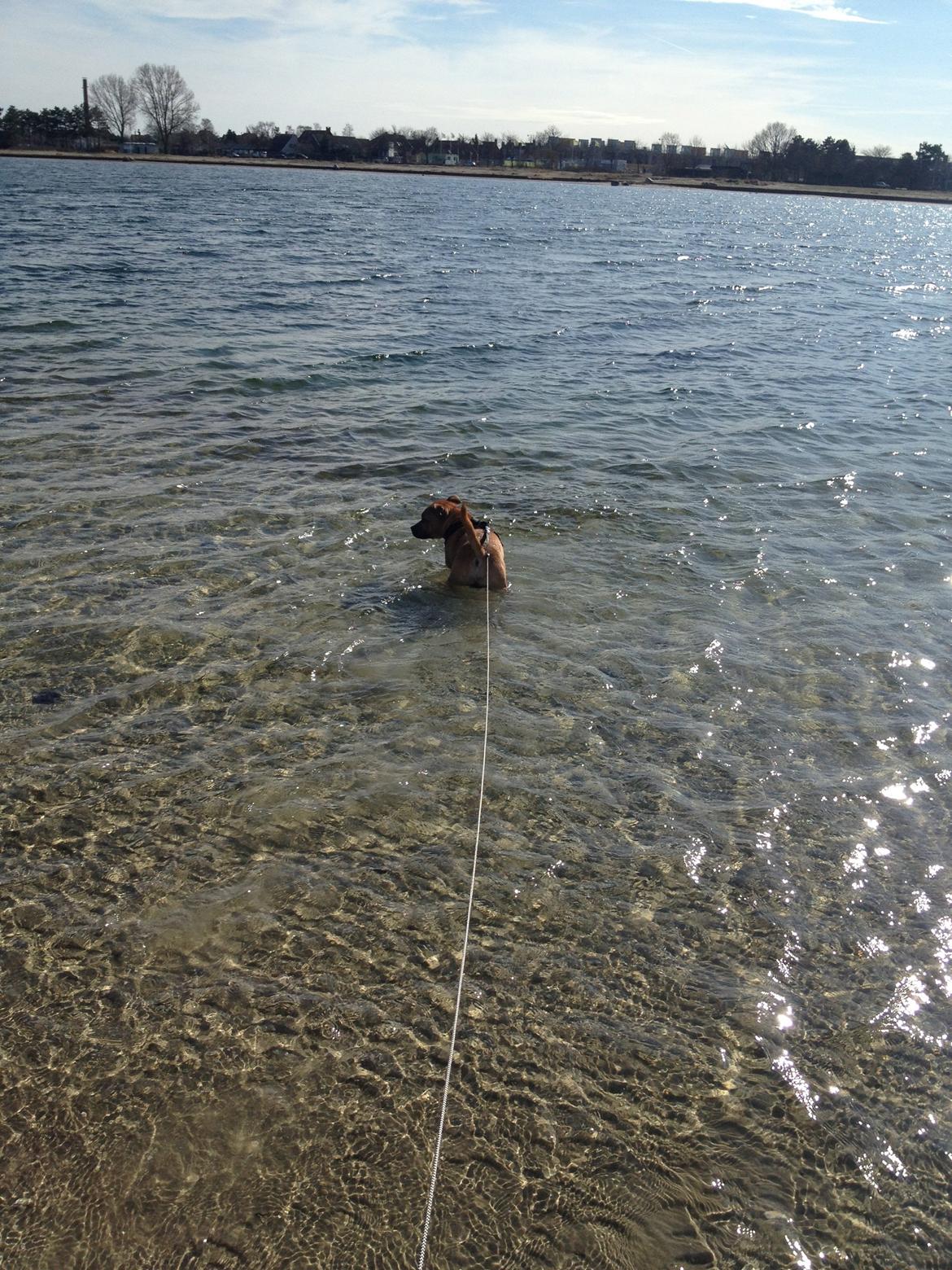 Staffordshire bull terrier KBHV2015 Wenk Staff' s King In A Corner aka Elo billede 29