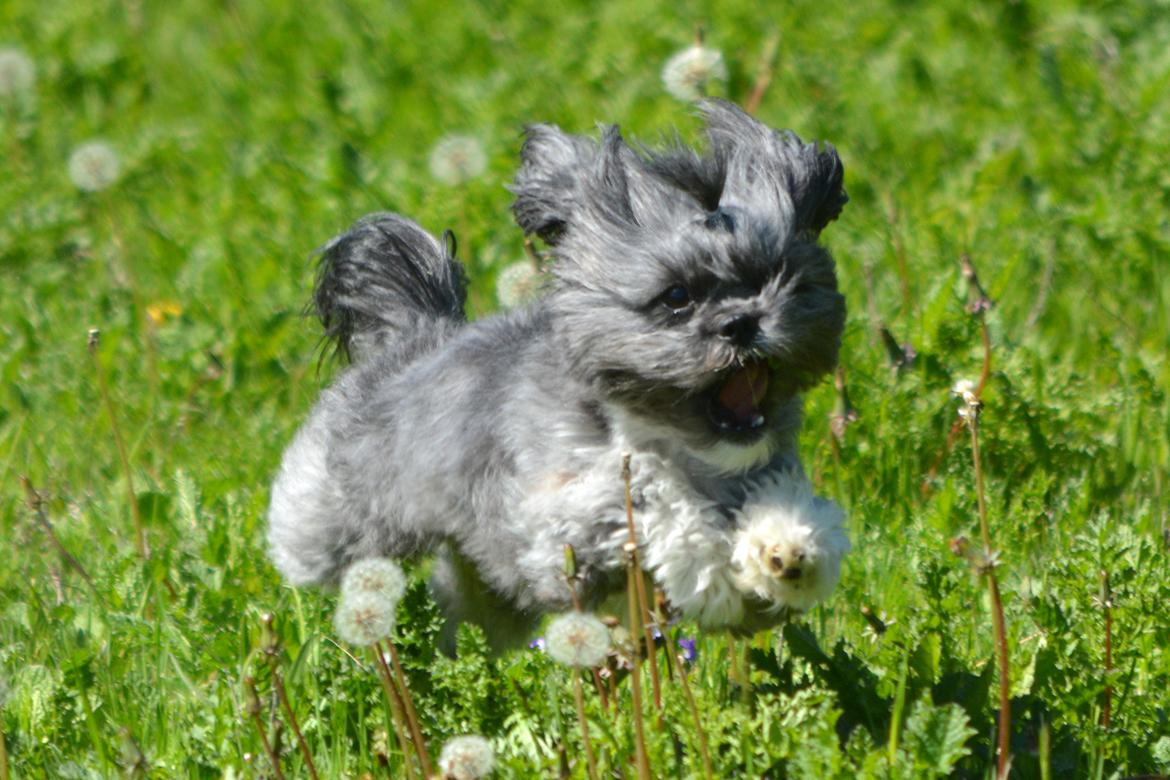 Blanding af racer Bianca R.I.P 4. februar 2014 billede 4