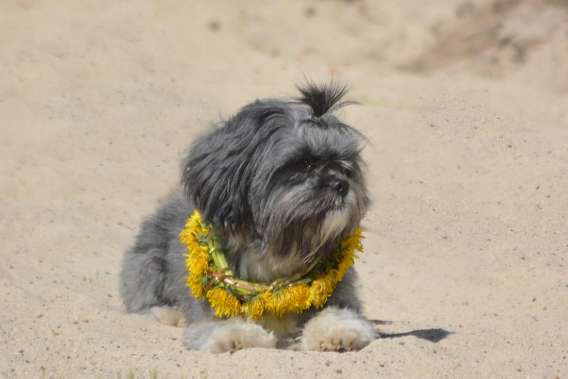 Blanding af racer Bianca R.I.P 4. februar 2014 billede 7