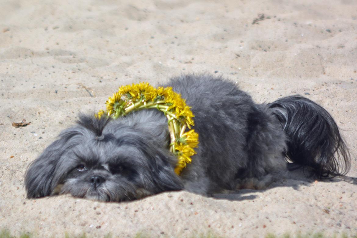 Blanding af racer Bianca R.I.P 4. februar 2014 billede 6