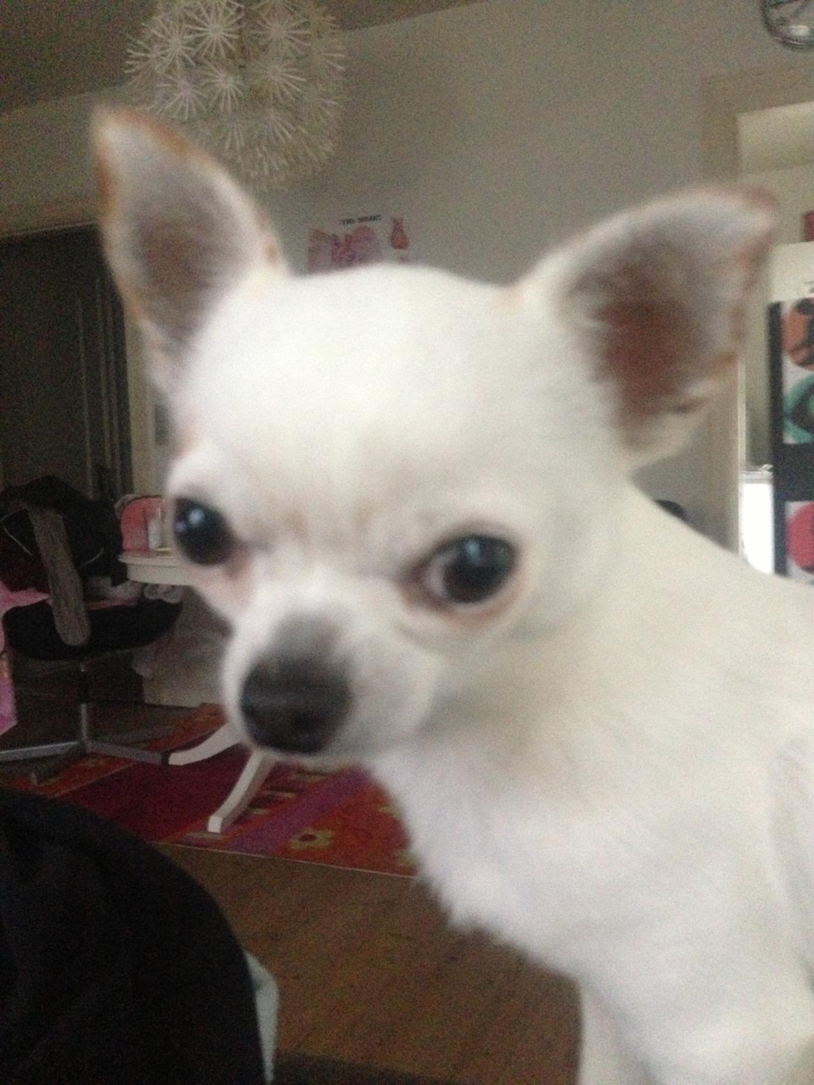 Chihuahua Alfie billede 6