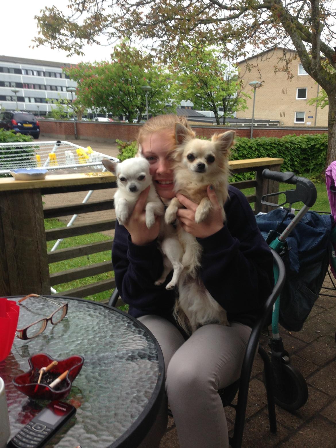 Chihuahua Alfie billede 7