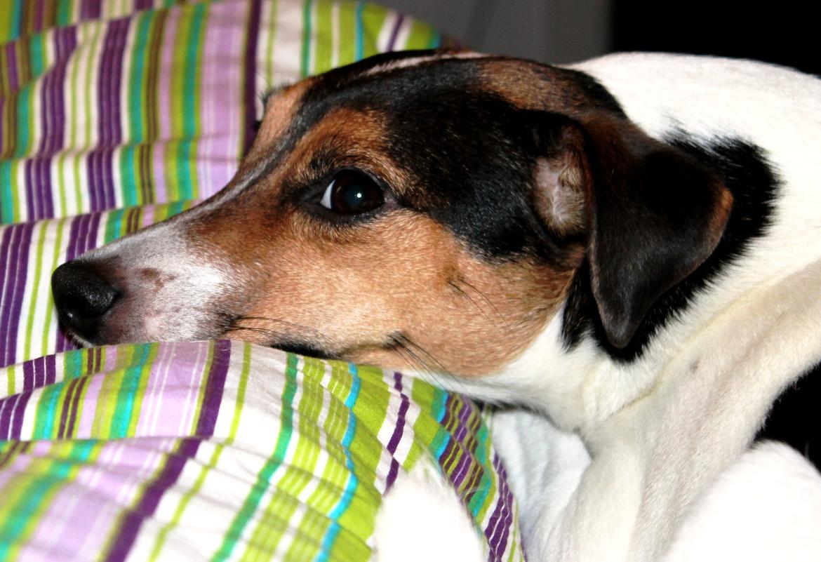 Dansk svensk gaardhund Jack russell Cookie billede 14