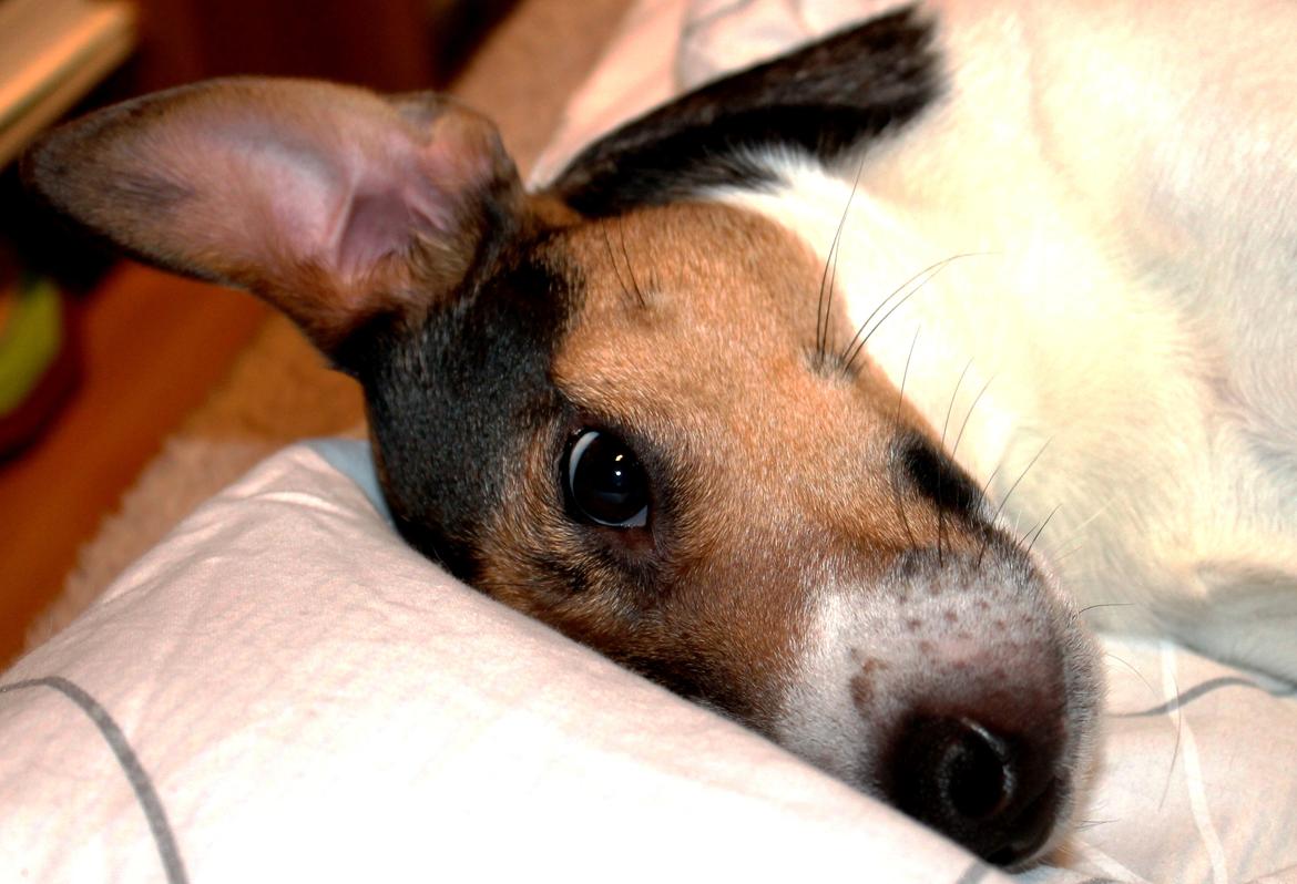 Dansk svensk gaardhund Jack russell Cookie billede 17