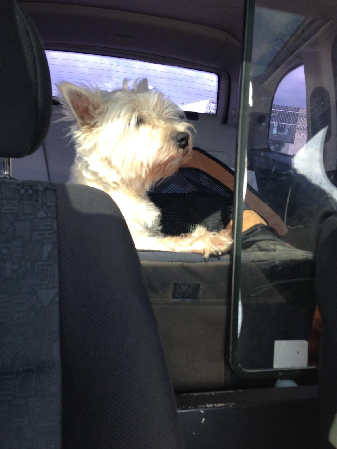 West highland white terrier Viggo billede 18