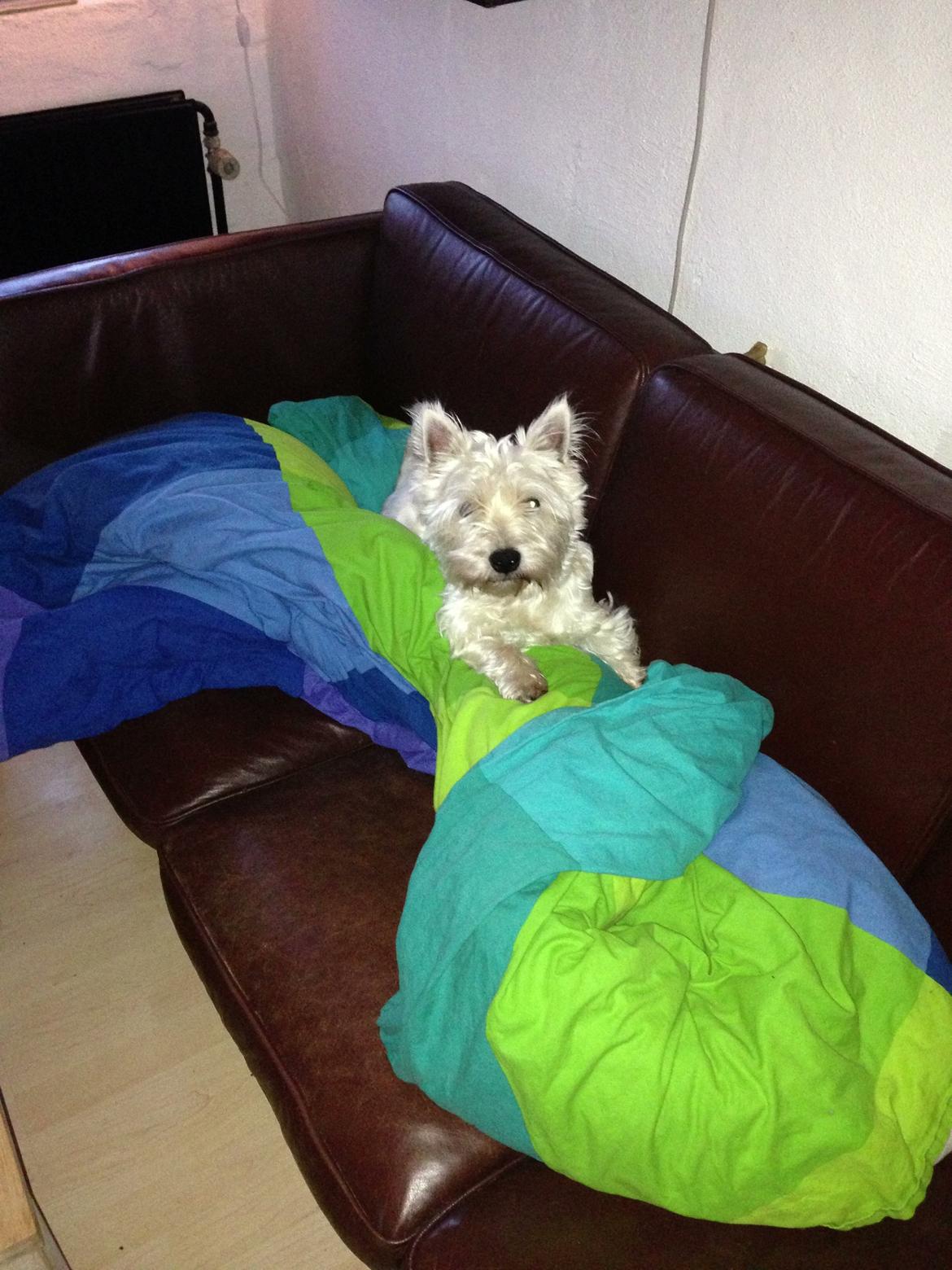 West highland white terrier Viggo billede 19