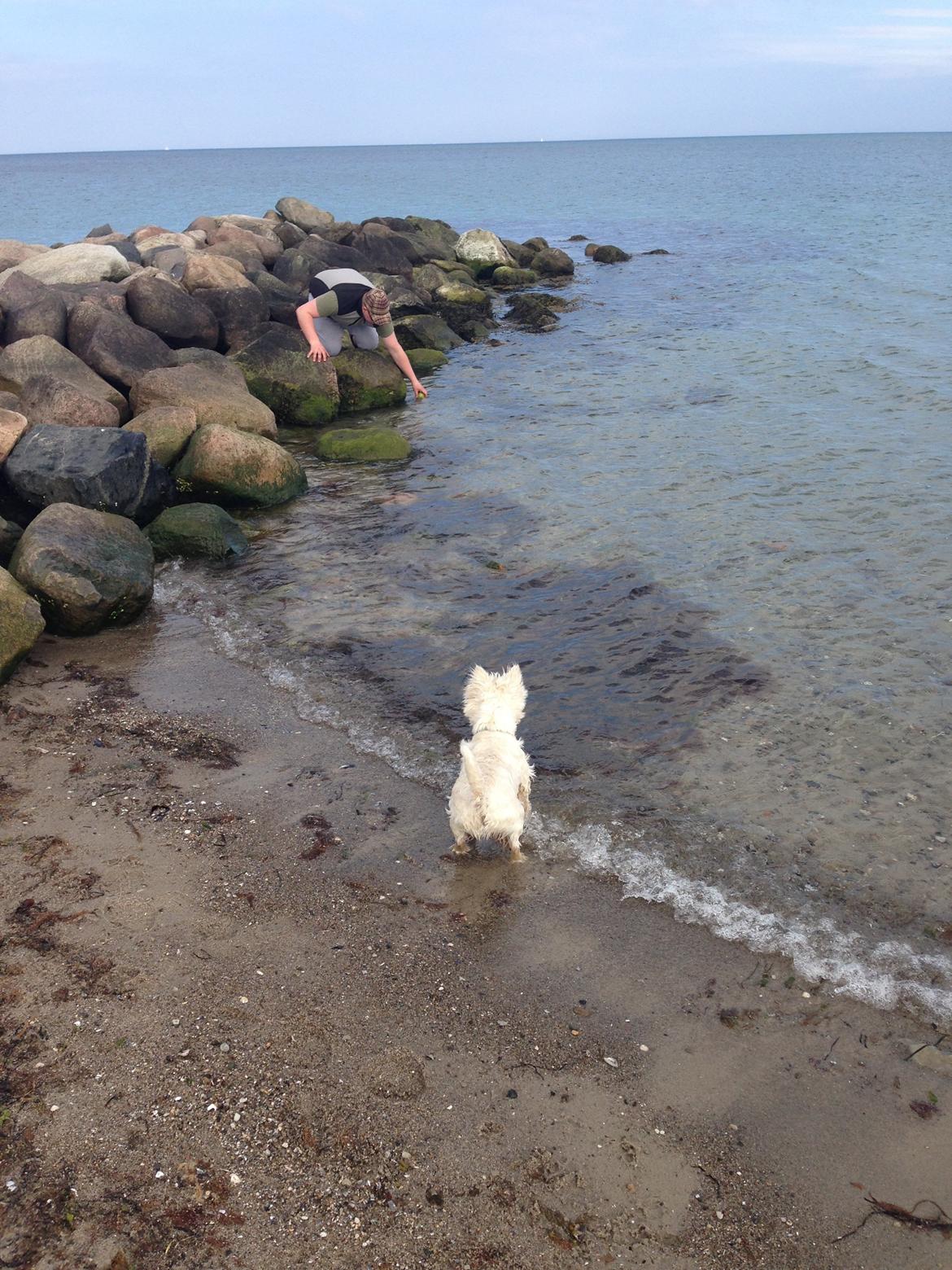 West highland white terrier Viggo billede 20