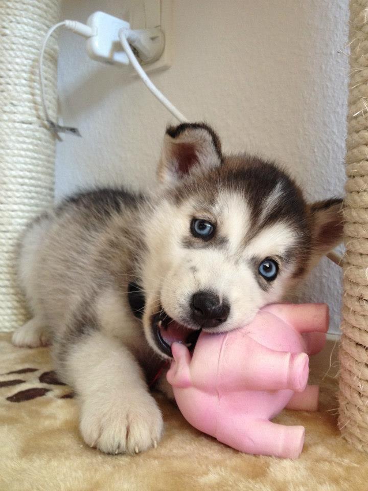 Siberian husky Chili ("Lee") billede 4