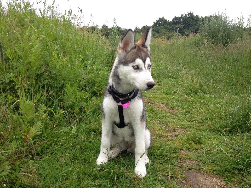 Siberian husky Chili ("Lee") billede 6