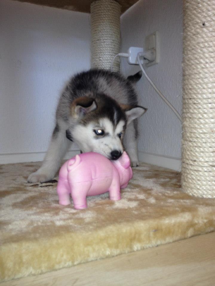 Siberian husky Chili ("Lee") billede 7