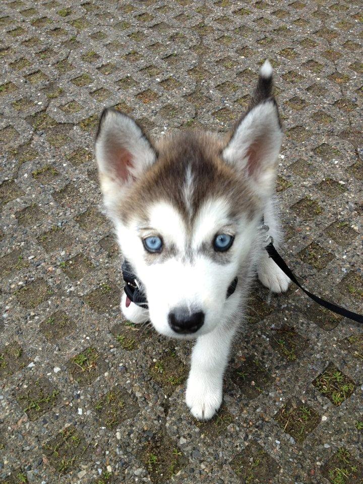 Siberian husky Chili ("Lee") billede 8