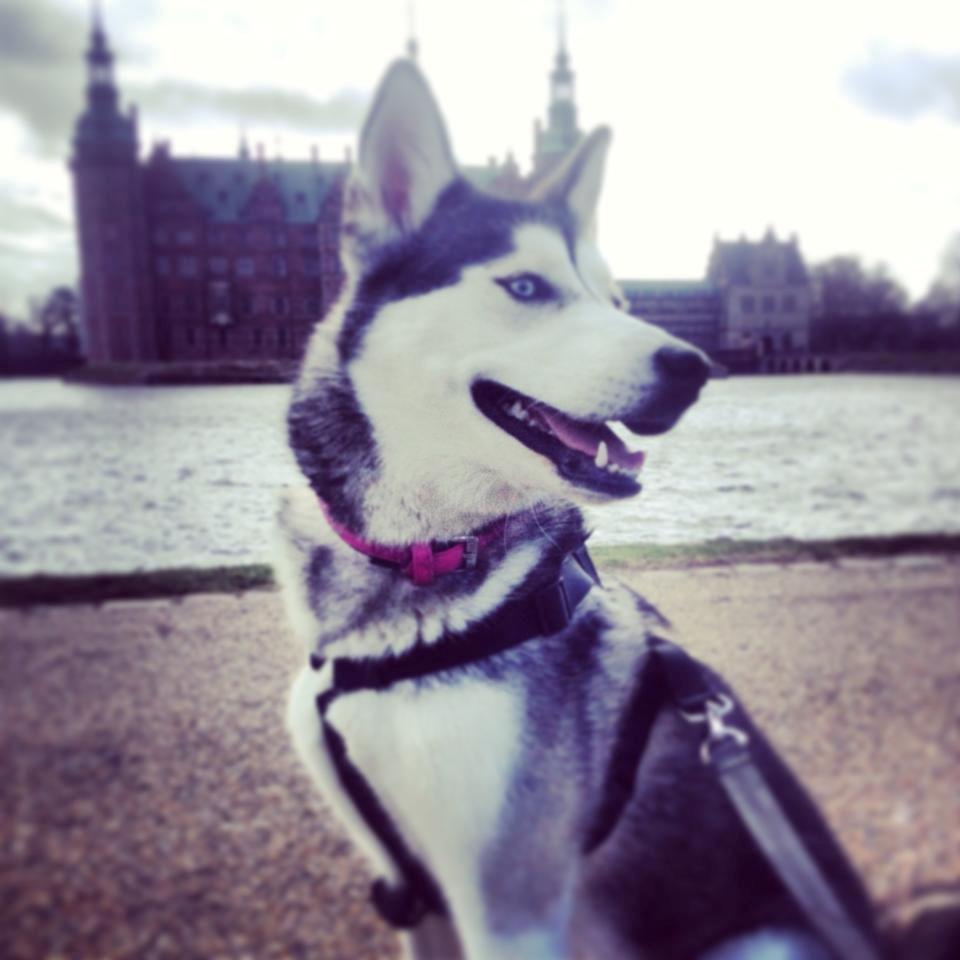 Siberian husky Chili ("Lee") billede 1