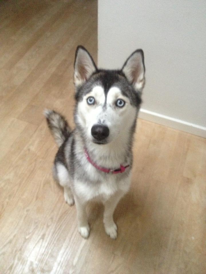 Siberian husky Chili ("Lee") billede 3