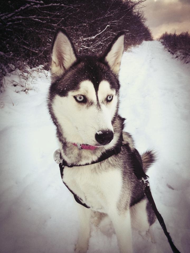 Siberian husky Chili ("Lee") billede 2