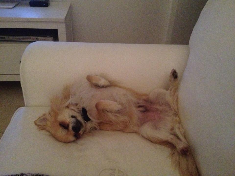 Chihuahua "Big" Mac billede 17